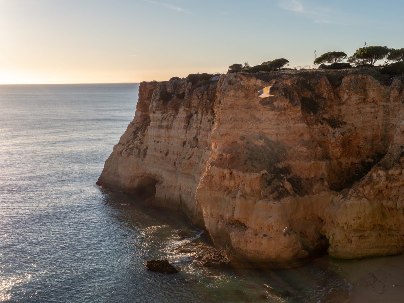 Une mouette en vol devant la paroi ocre d'une falaise, la mer calme et l'horizon clair à gauche
